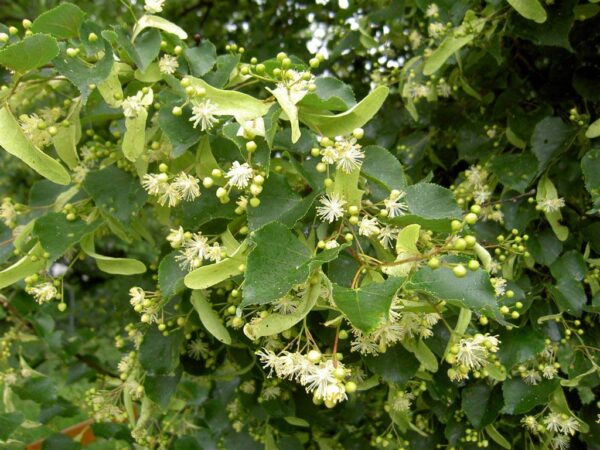 Littleleaf Linden (Tilia cordata) - National Museum of American ...