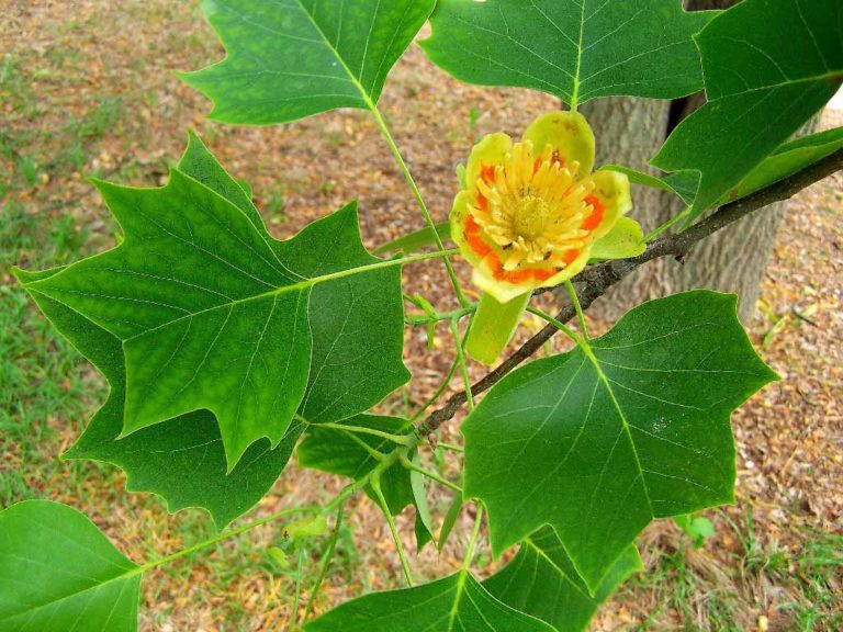 American Tulip Tree (Liriodendron tulipifera) - National Museum of ...