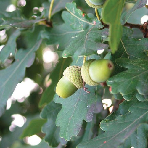 English Oak (Quercus palustris)