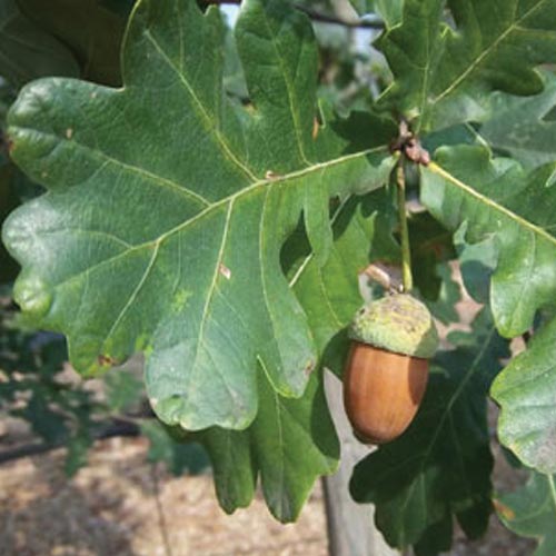 Pedunculate Oak (Quercus robur)
